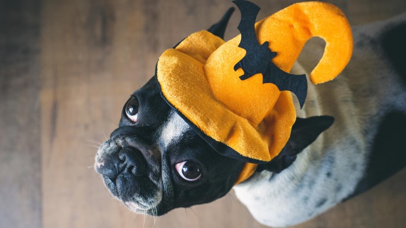 DIY Halloween Costumes for Your Dog