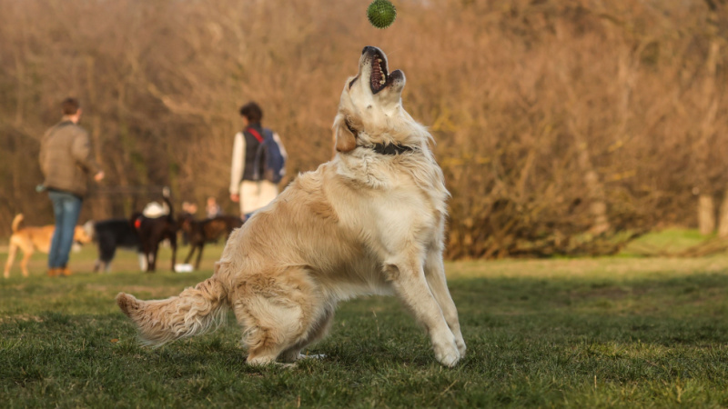 How Picking Up Dog Poop Prevents Infection2