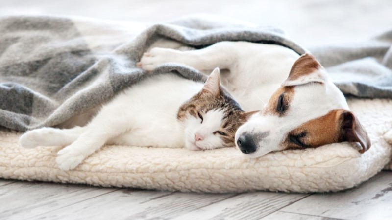 National Pet Insurance Month: 7 Things You Can Worry Less About with Pet Insurance